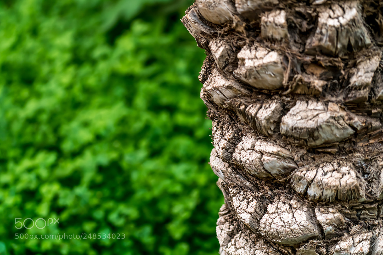 Sony a7R II sample photo. Tree from my garden photography