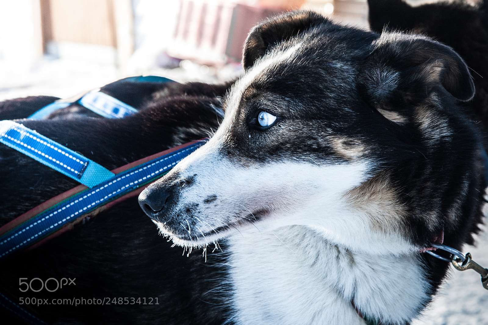 Nikon D700 sample photo. Arctic north pole photography