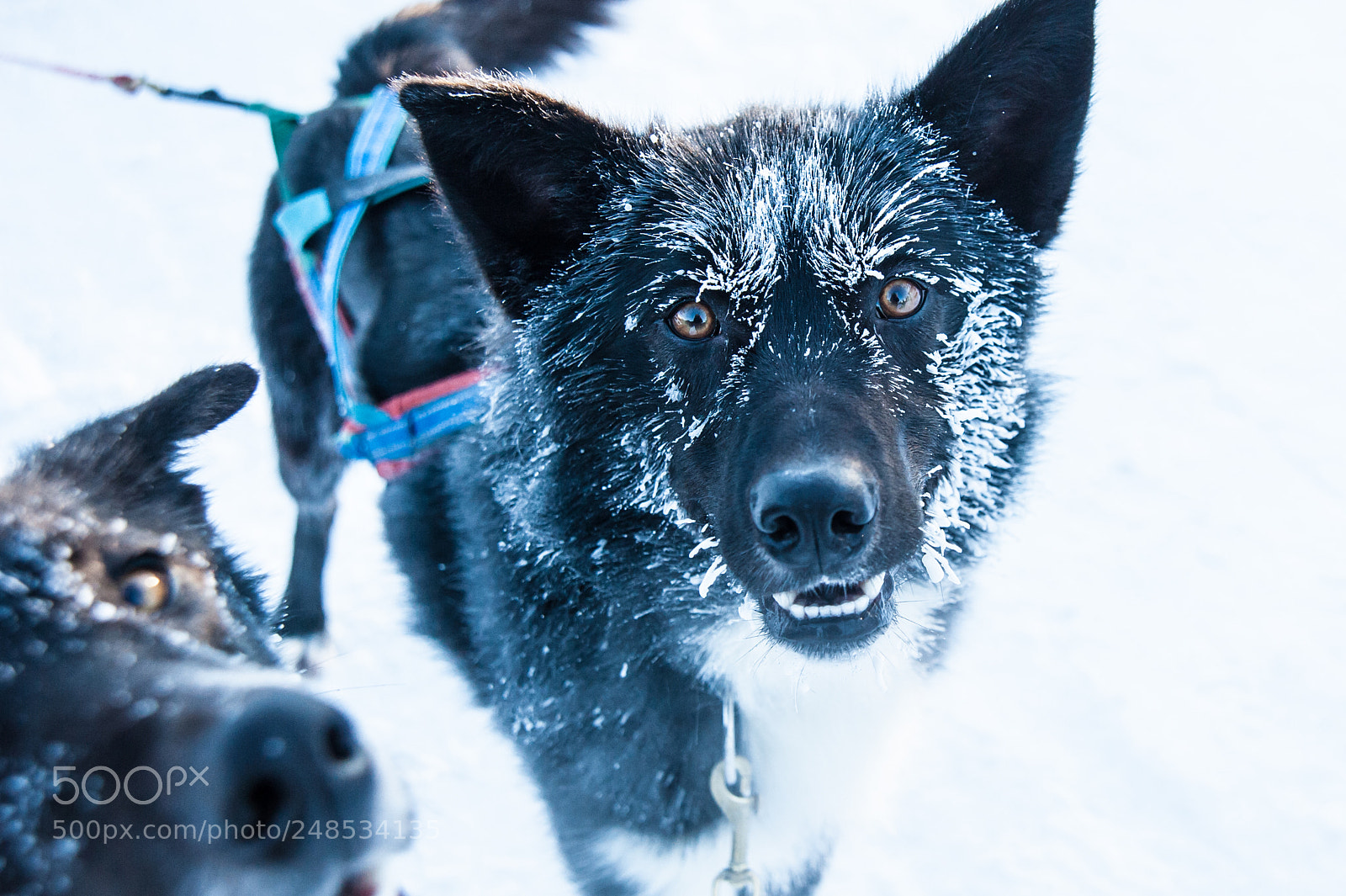 Nikon D700 sample photo. Arctic north pole photography