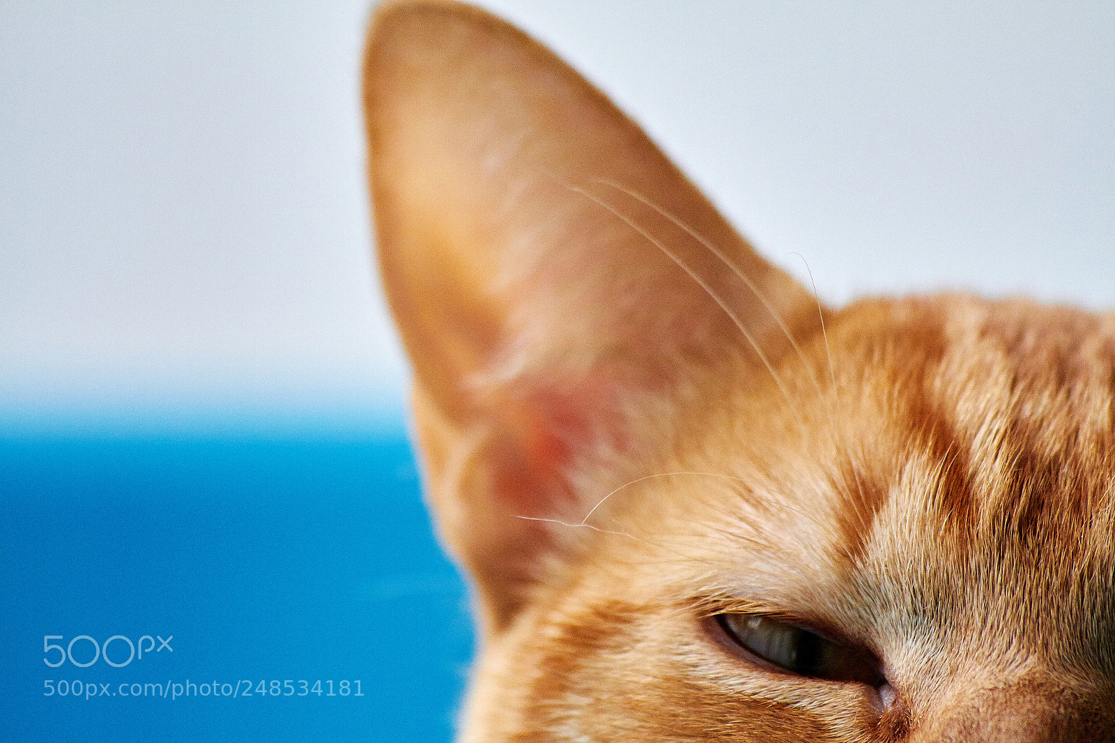 Canon EOS 7D sample photo. Hidden photography