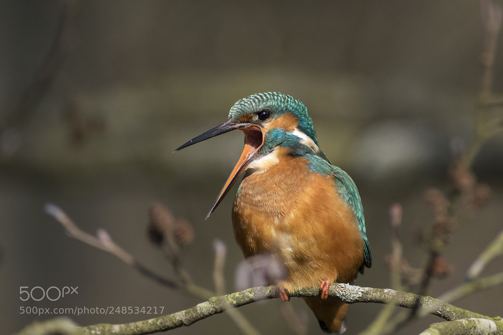 Pentax K-3 sample photo. Kingfisher photography