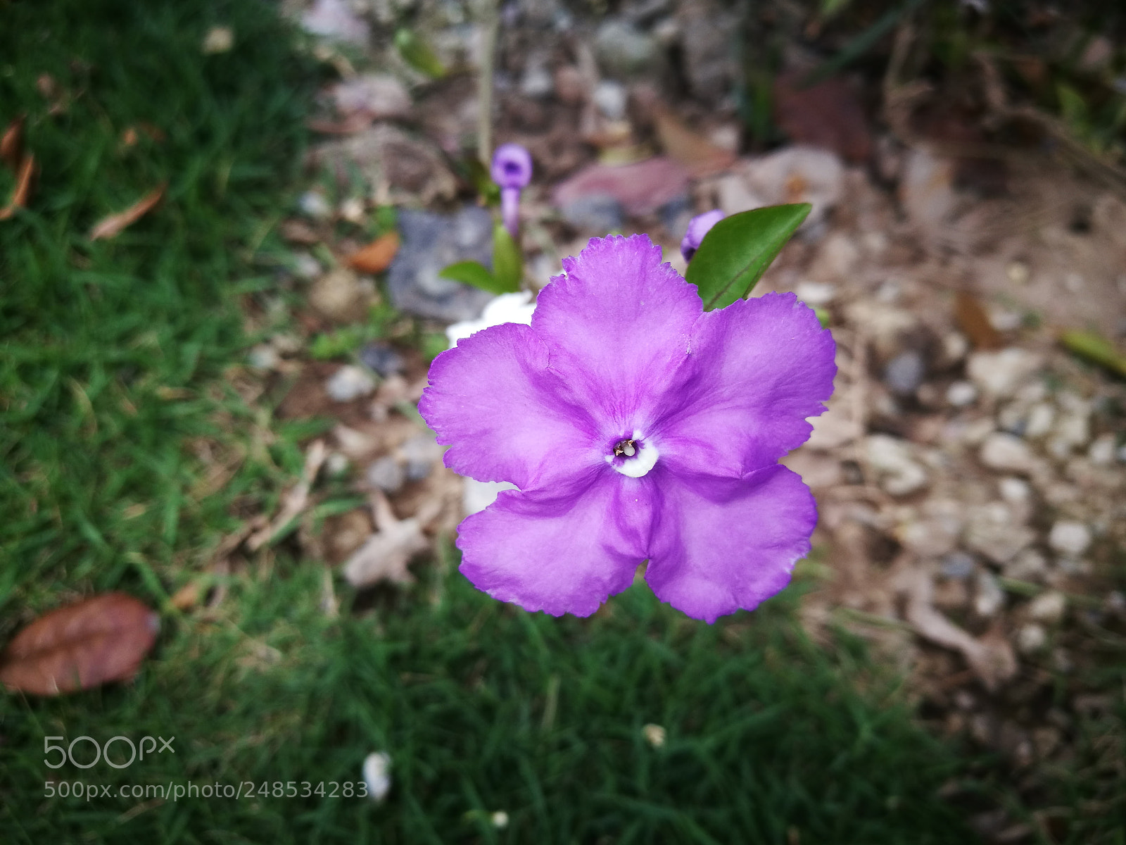 HUAWEI P9 sample photo. Being alive, miss photography