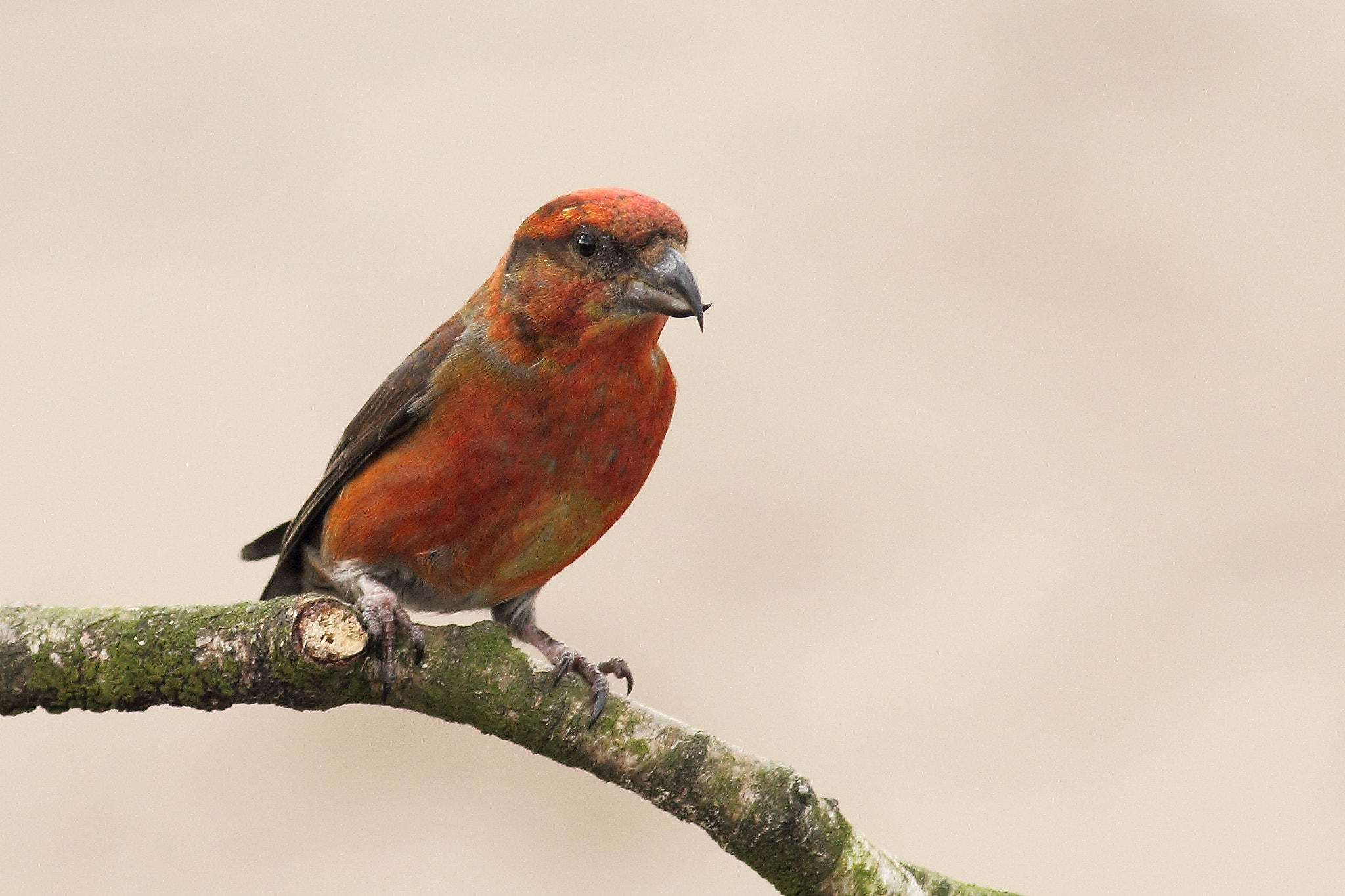 Canon EOS 60D + Canon EF 400mm F5.6L USM sample photo. Red crossbill photography