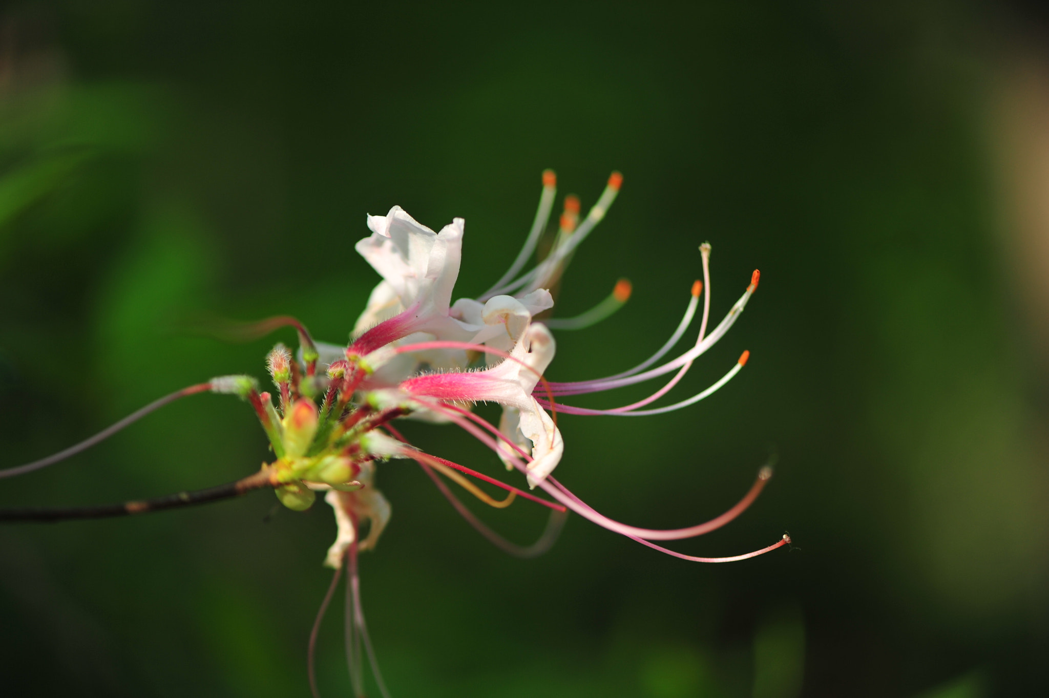 Nikon D3S sample photo