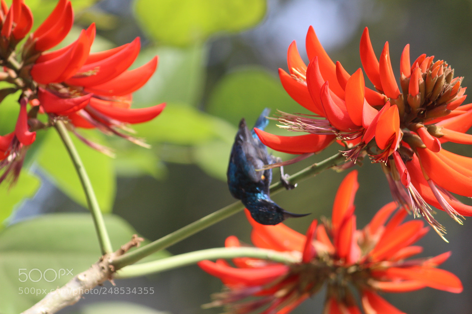 Canon EF-S 55-250mm F4-5.6 IS II sample photo. Nature wildlife photography