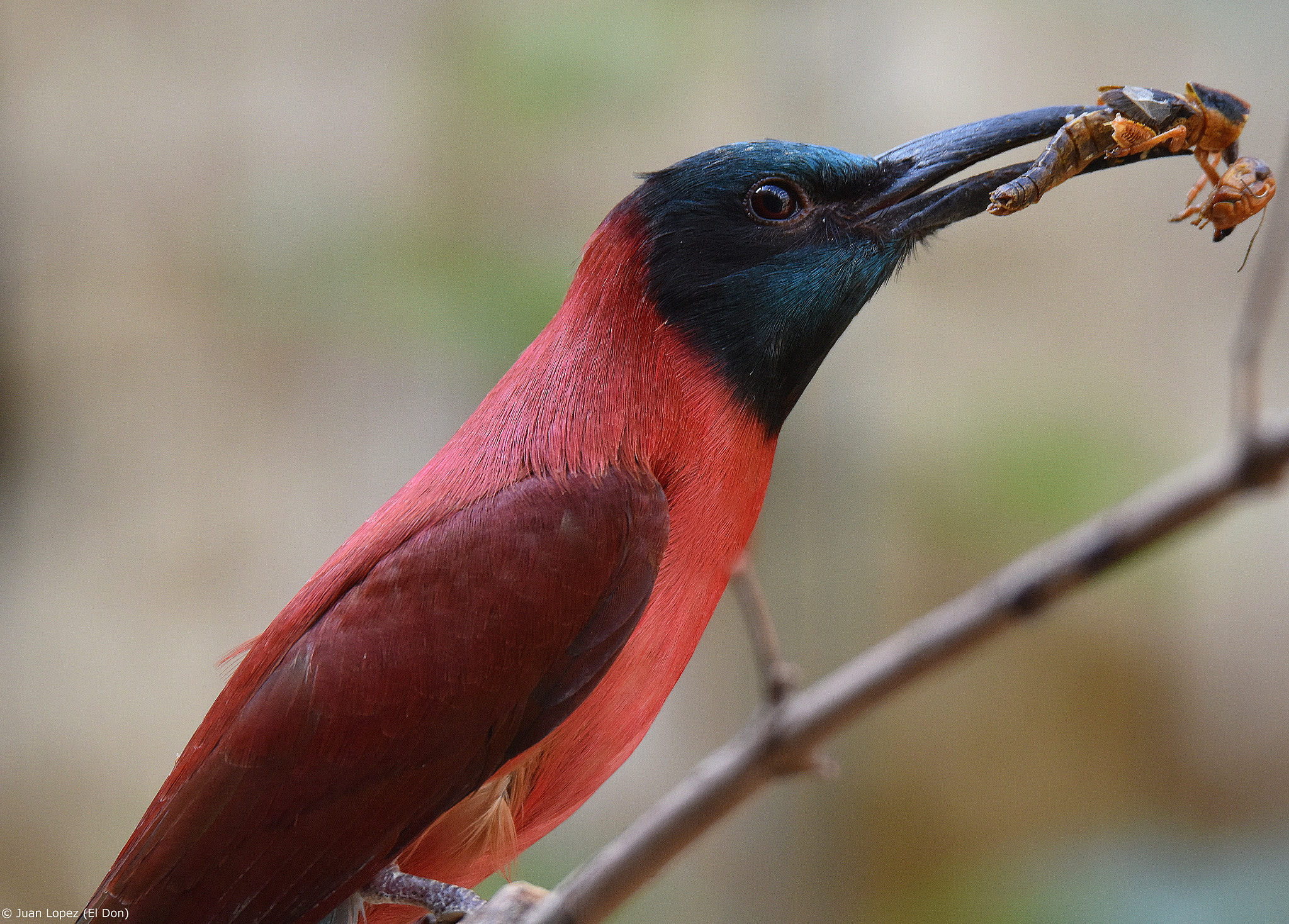 Sigma 150-600mm F5-6.3 DG OS HSM | S sample photo. Bee-eater...!! photography