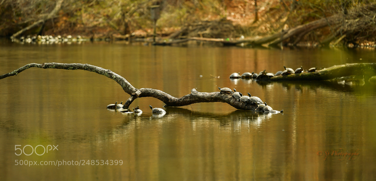 Nikon D5 sample photo. Turtles photography
