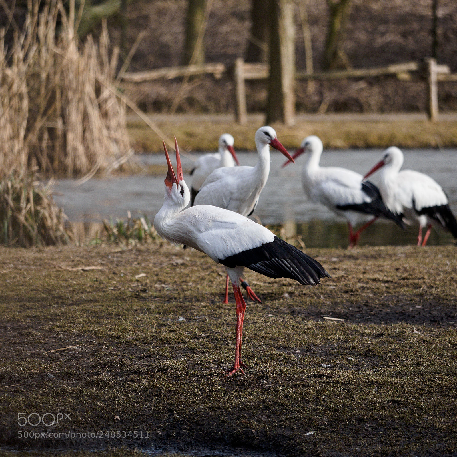 Olympus OM-D E-M1 sample photo. Die st rche sind photography
