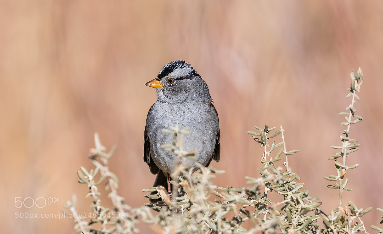 Nikon D500 sample photo. White-crowned sparrow photography
