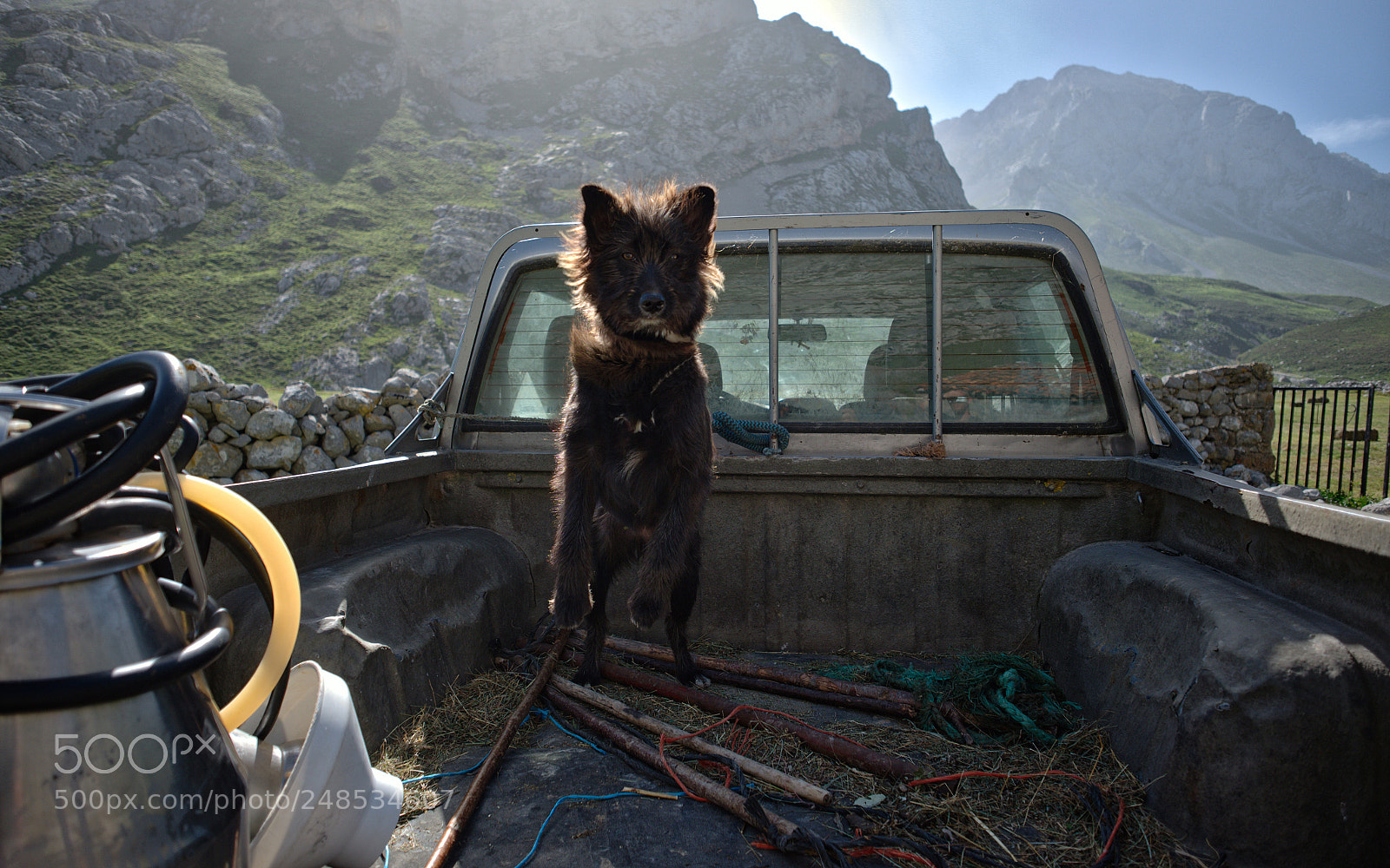Fujifilm X-T1 sample photo. Spanisch dog photography