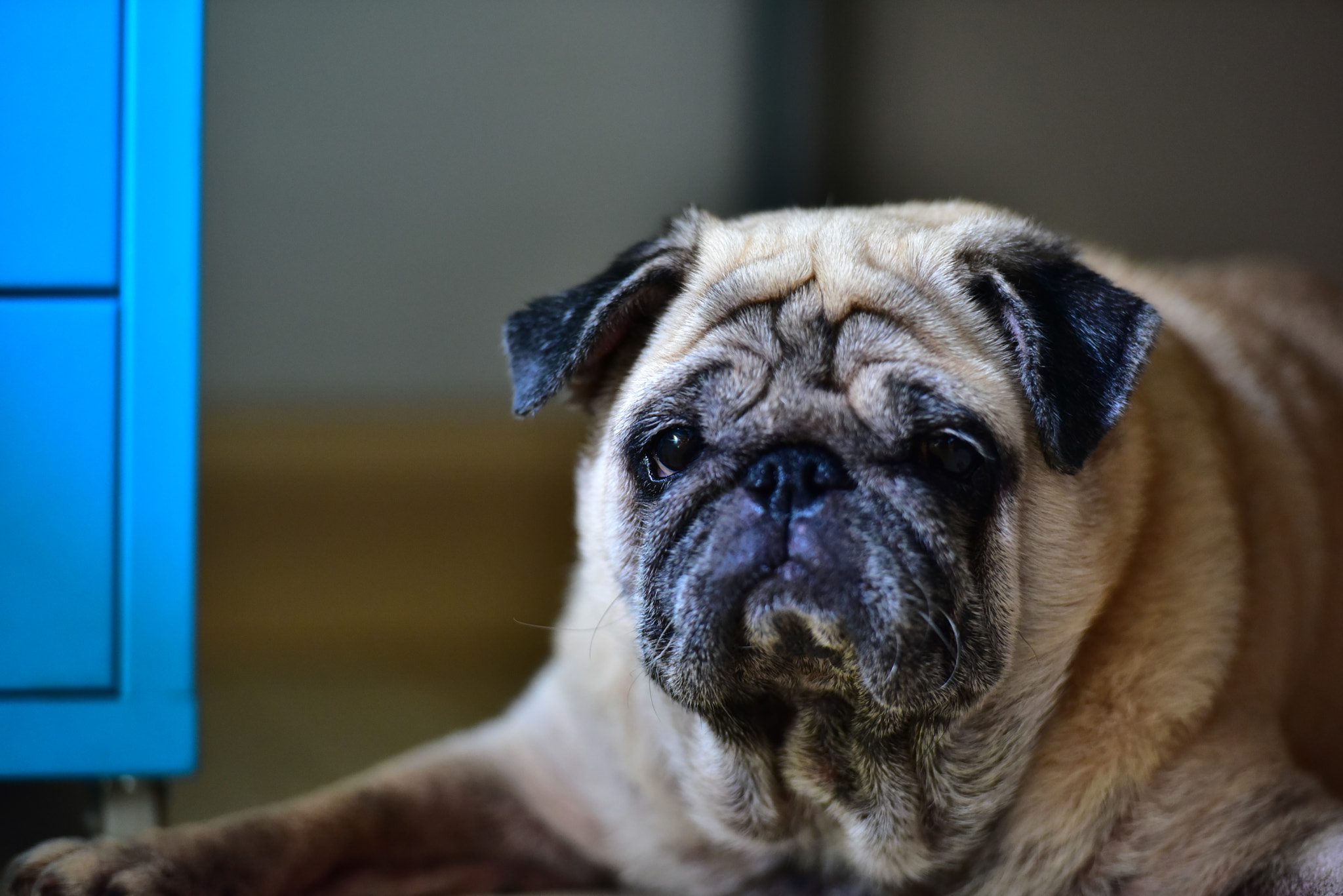 Nikon AF-S Nikkor 70-200mm F2.8G ED VR II sample photo. My dog, pugly photography