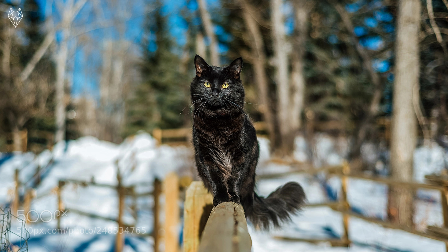 Nikon D610 sample photo. Tito of the snow photography