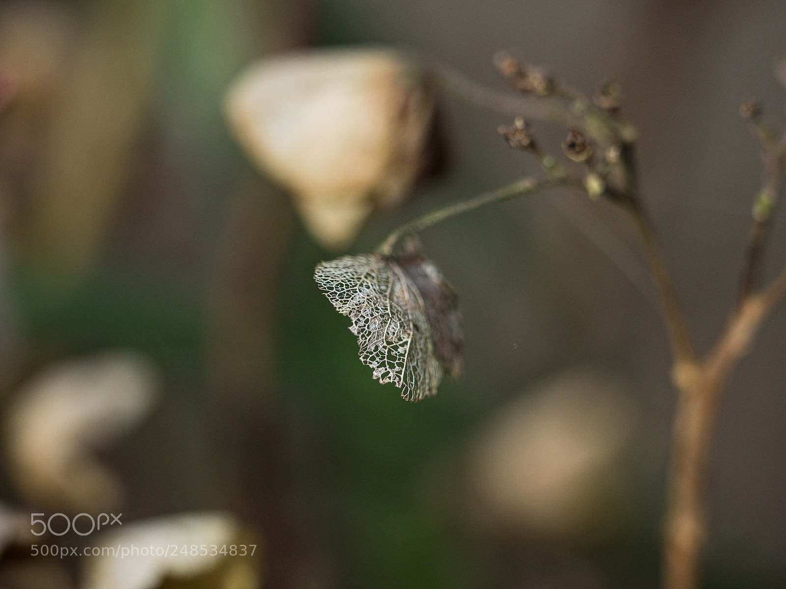 Olympus OM-D E-M1 sample photo. Filigran ii photography