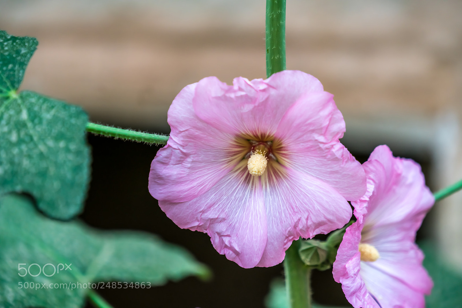 Sony a7R II sample photo. Flower from my garden photography