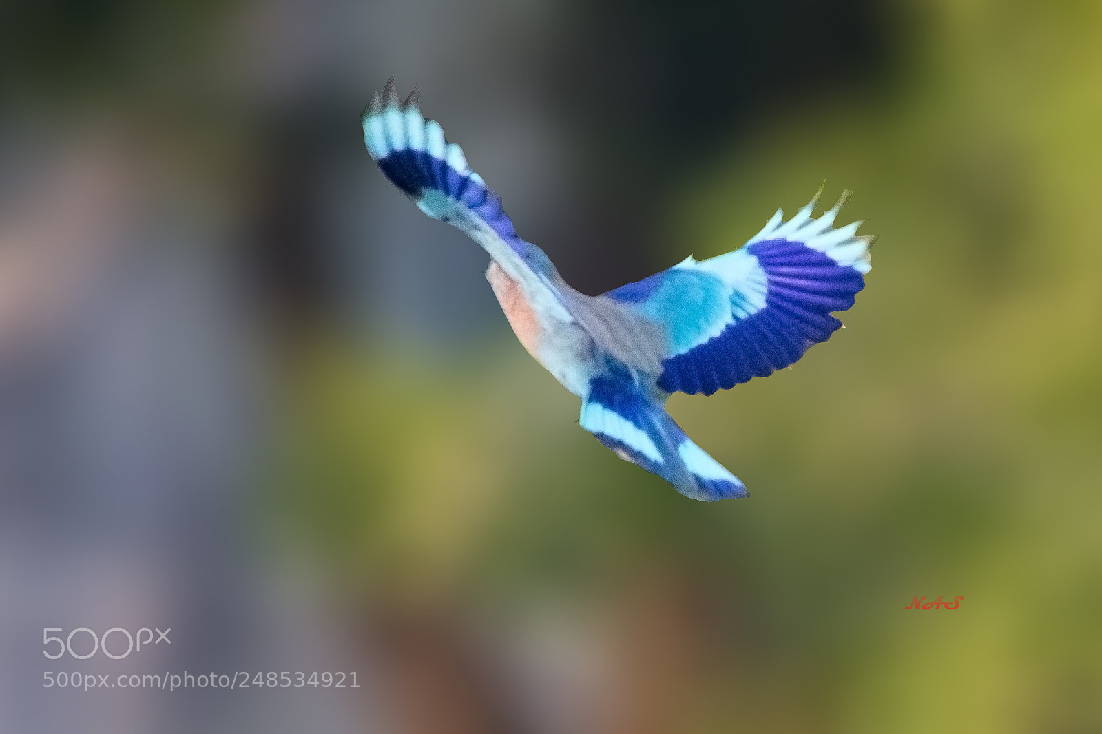 Canon EOS 750D (EOS Rebel T6i / EOS Kiss X8i) sample photo. Fly away photography