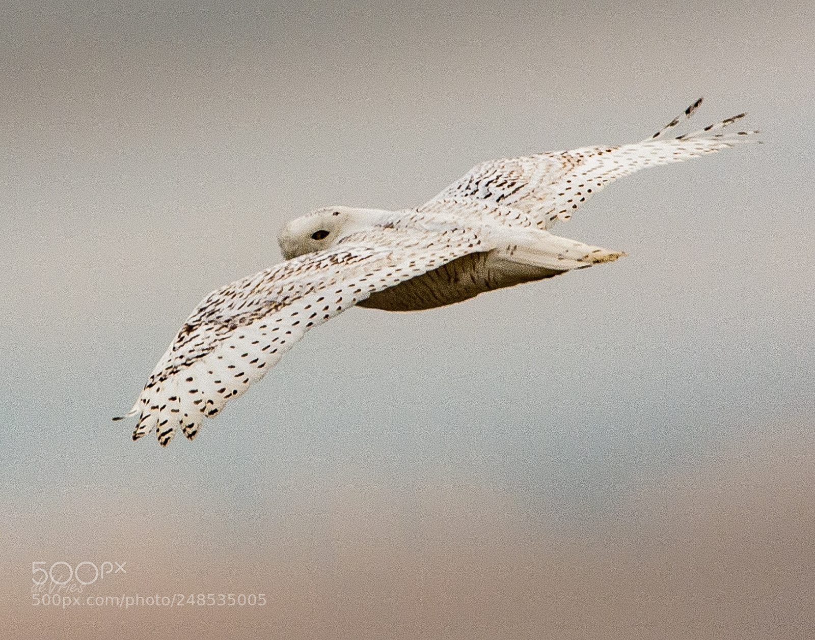 Nikon D7100 sample photo. The ultimate stealth bomber . . . photography