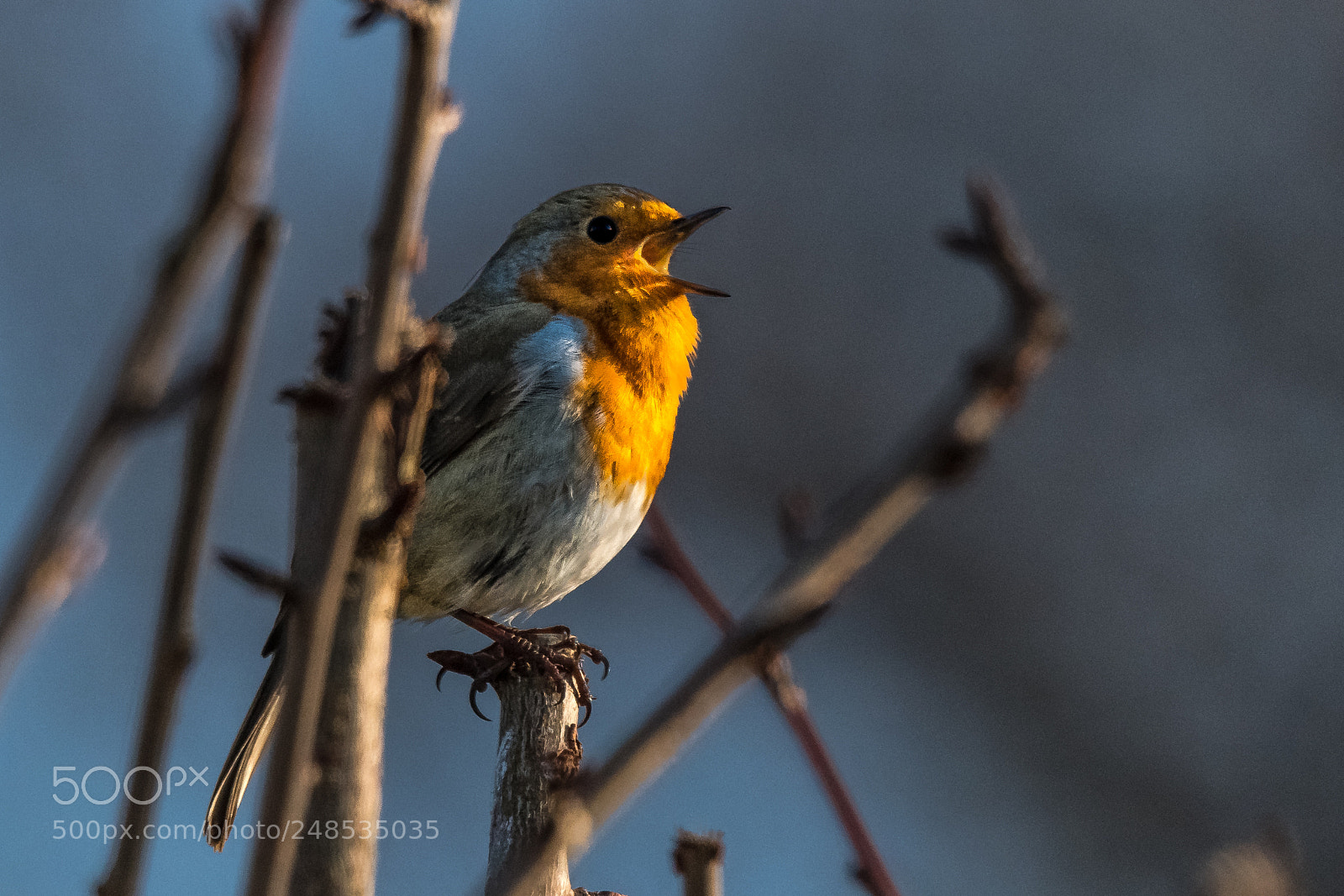 Nikon D850 sample photo. Early morning song photography