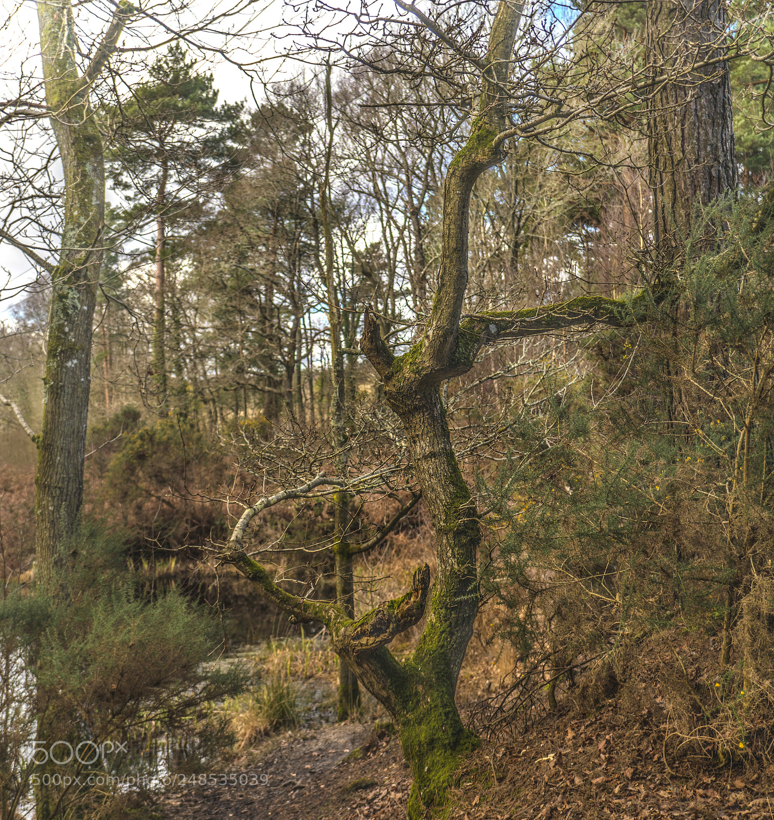 Sony a6300 sample photo. The old tree photography