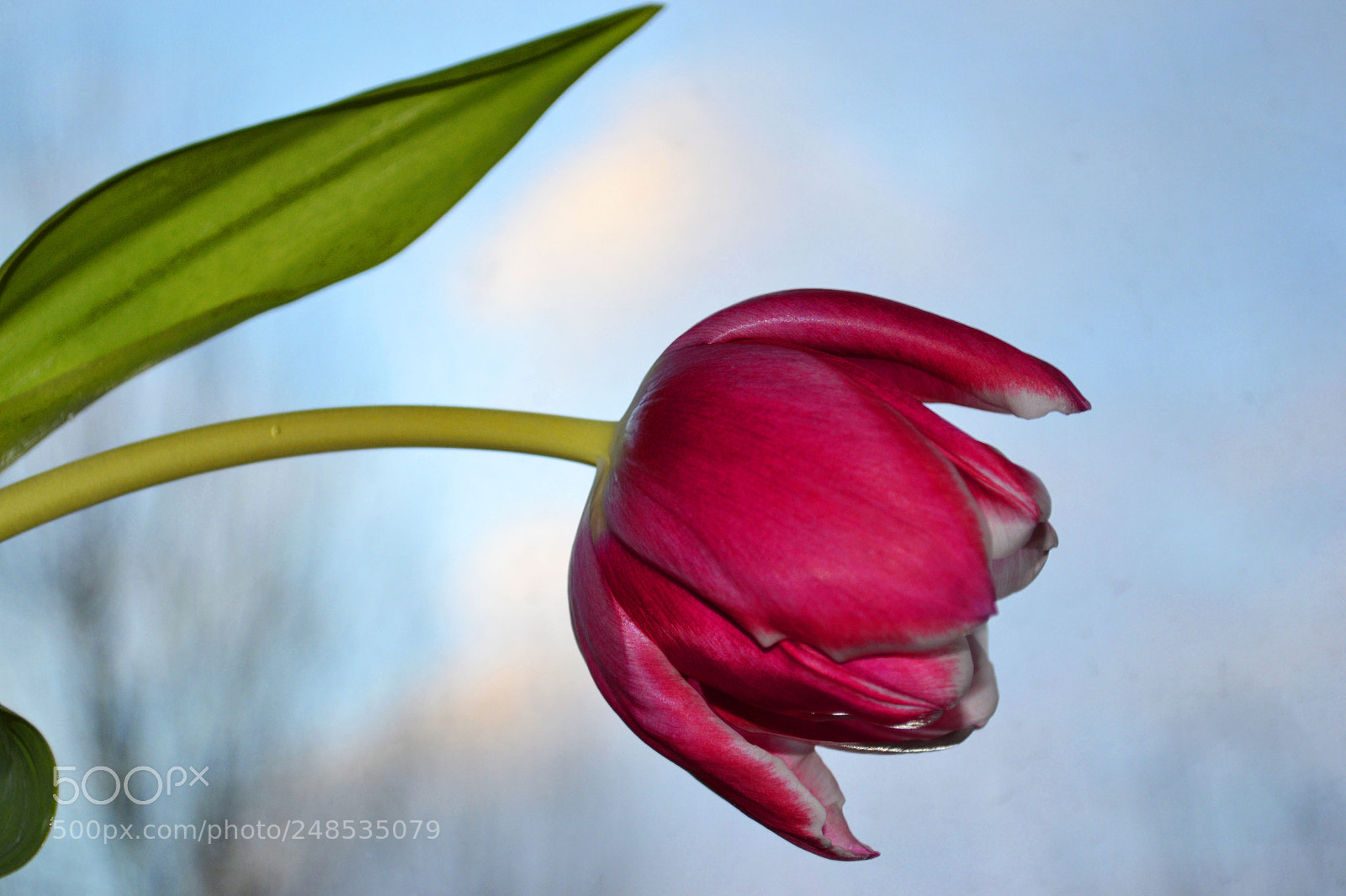 Nikon D3100 sample photo. Red tulip photography