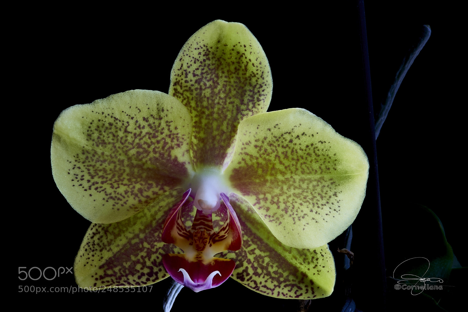 Sony a7R III sample photo. Orquidea photography