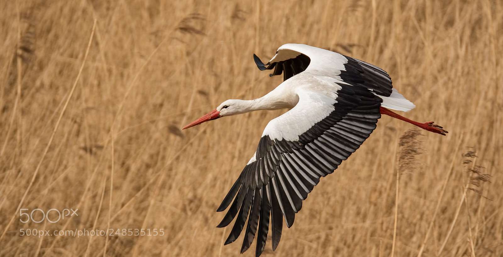 Canon EOS 7D Mark II sample photo. Stork at the ooij photography