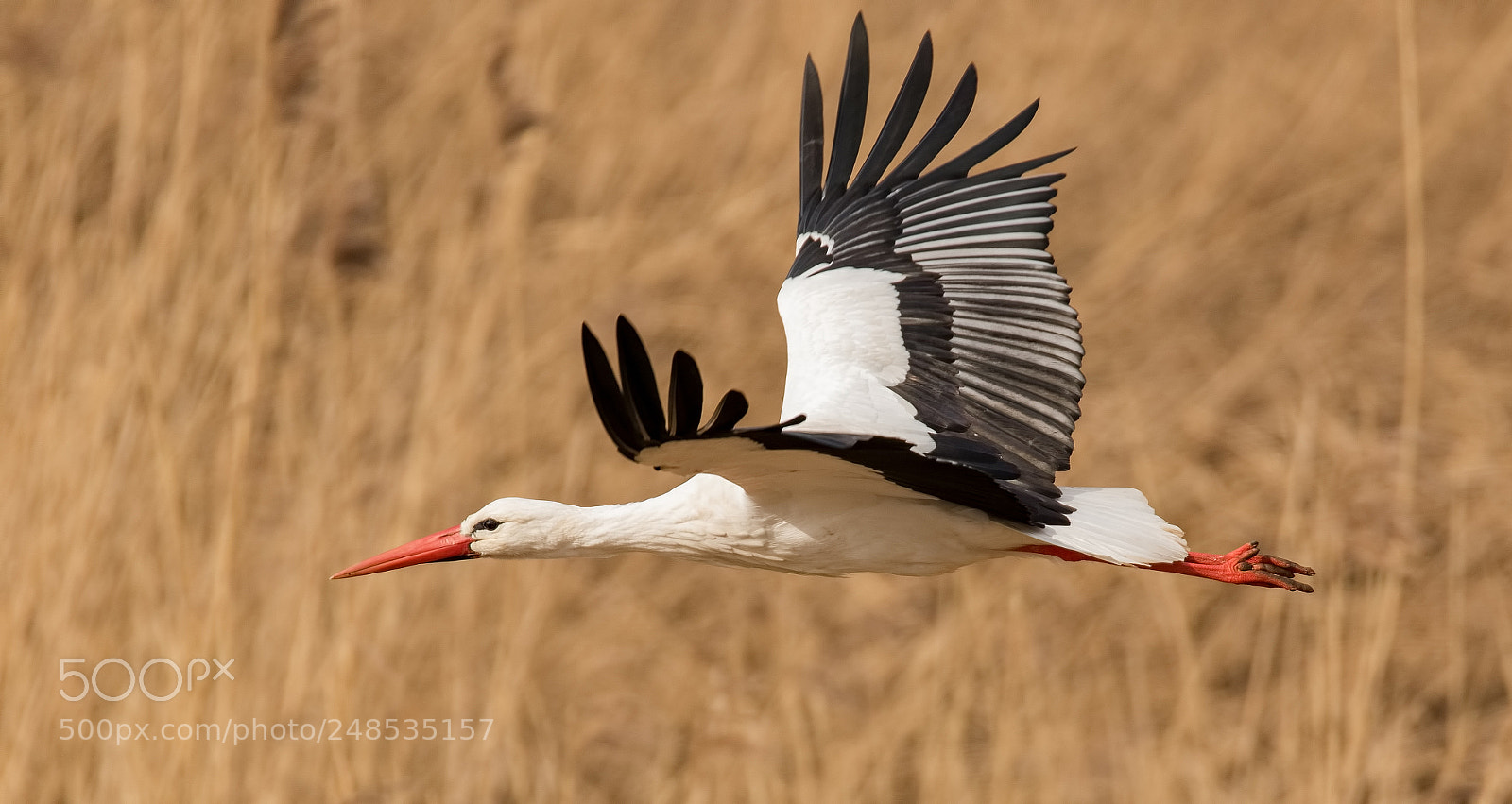 Canon EOS 7D Mark II sample photo. Stork at the ooij photography