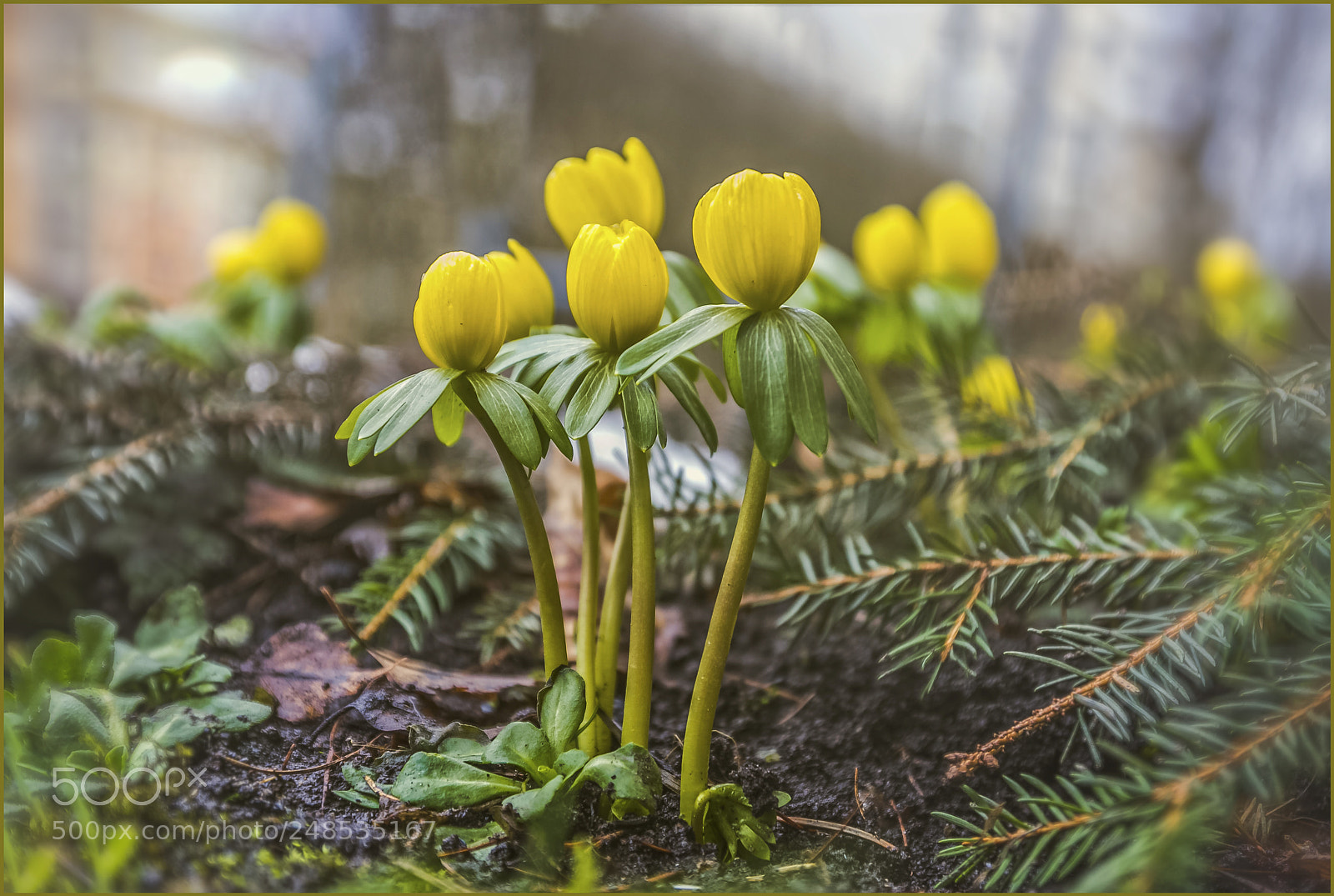 Canon EOS 60D sample photo. Winterlings in the front photography