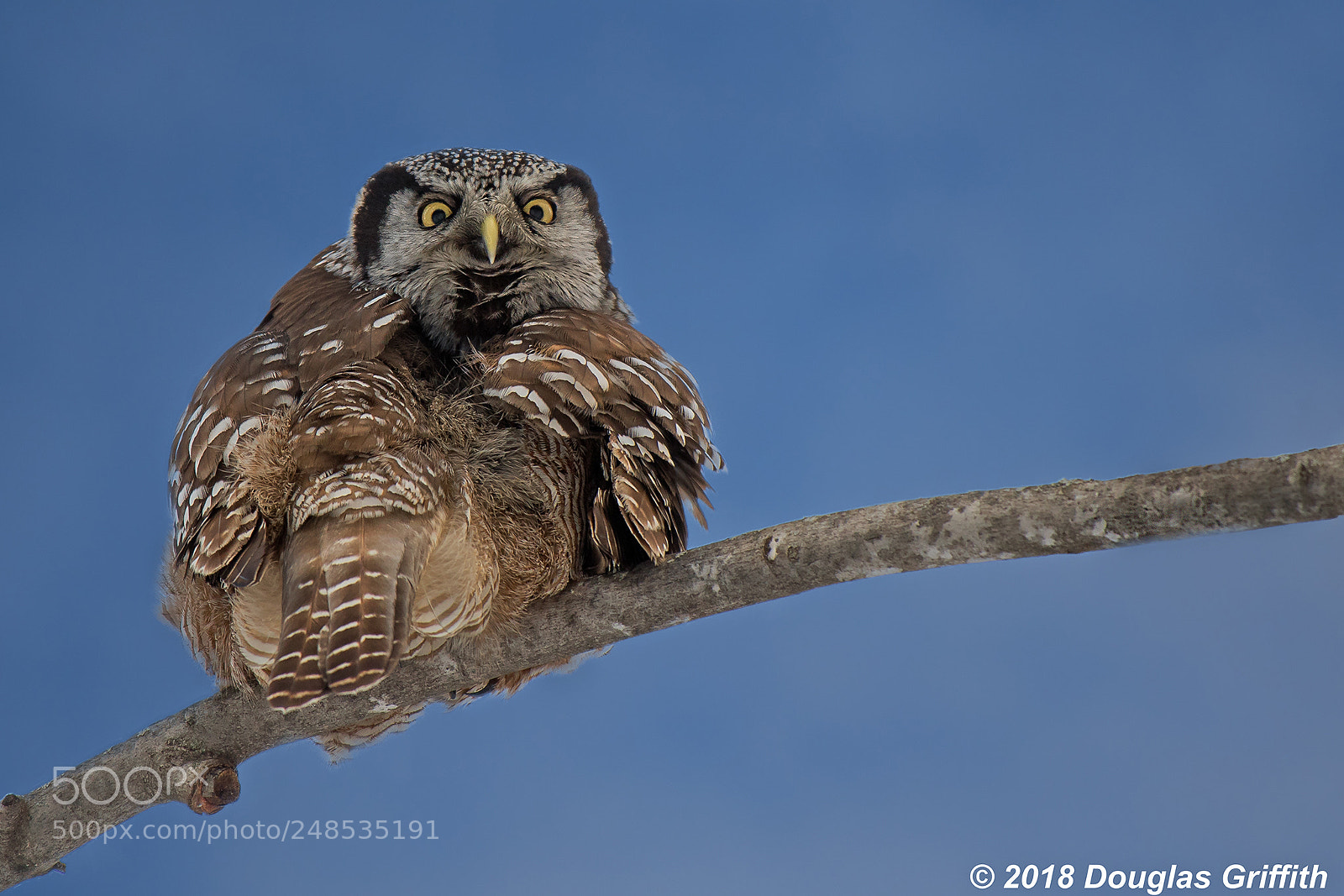 Nikon D500 sample photo. Male northern hawk owl photography