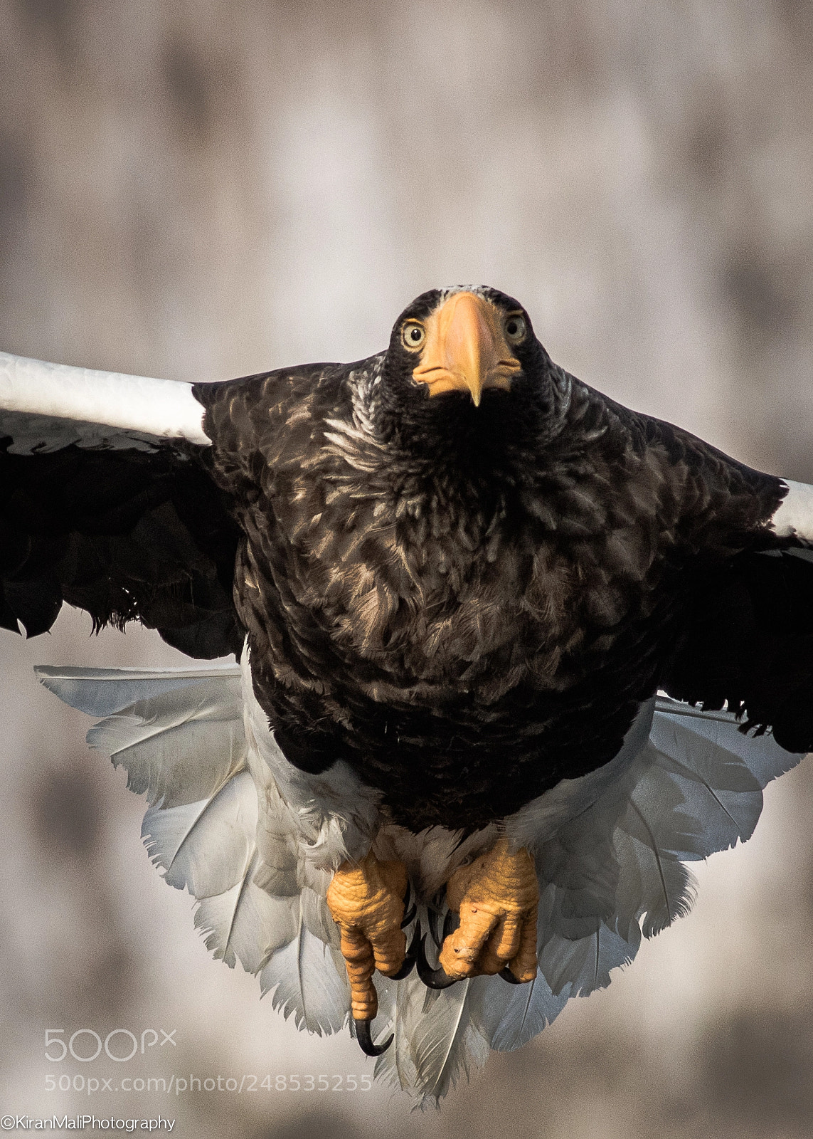 Canon EOS 7D Mark II sample photo. Steller sea eagle flight photography