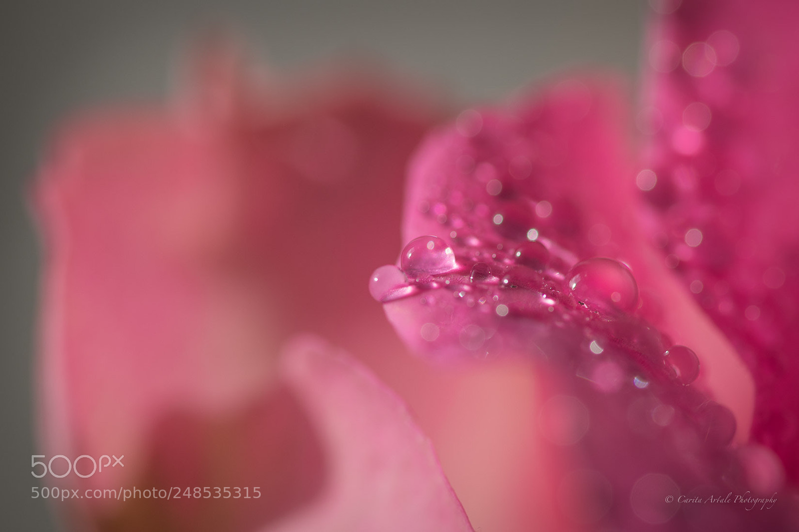 Nikon D500 sample photo. Pink dreams photography