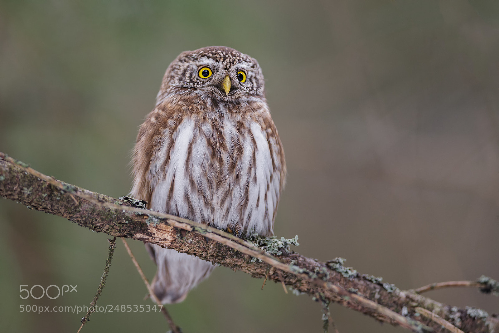 Canon EOS-1D X sample photo. Pygmy owl photography