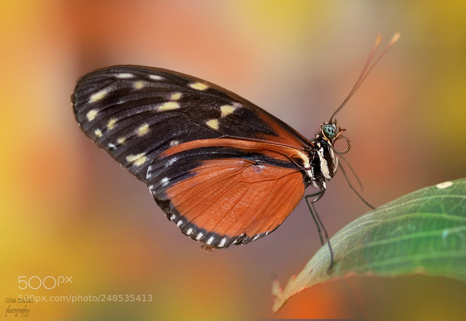 Nikon D5500 sample photo. Heloconius hecale butterfly photography