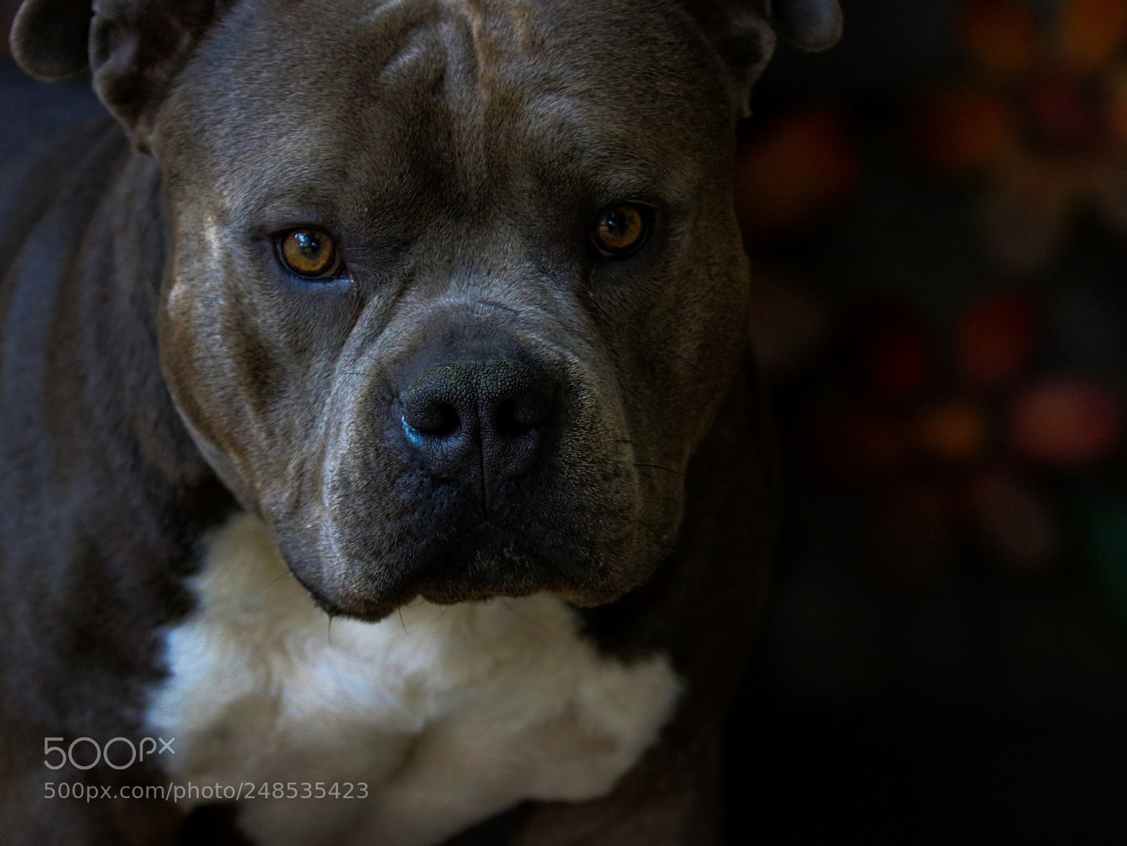 Canon EOS 7D Mark II sample photo. Yogi photography