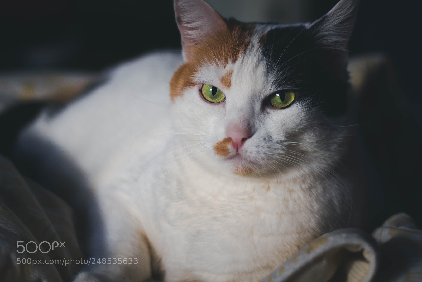 Canon EOS 7D sample photo. Bella with sleepy face photography