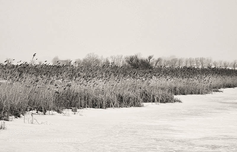 Olympus OM-D E-M1 sample photo. Winter marsh 1 photography