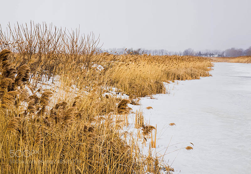 Olympus OM-D E-M1 sample photo. Winter marsh 2 photography