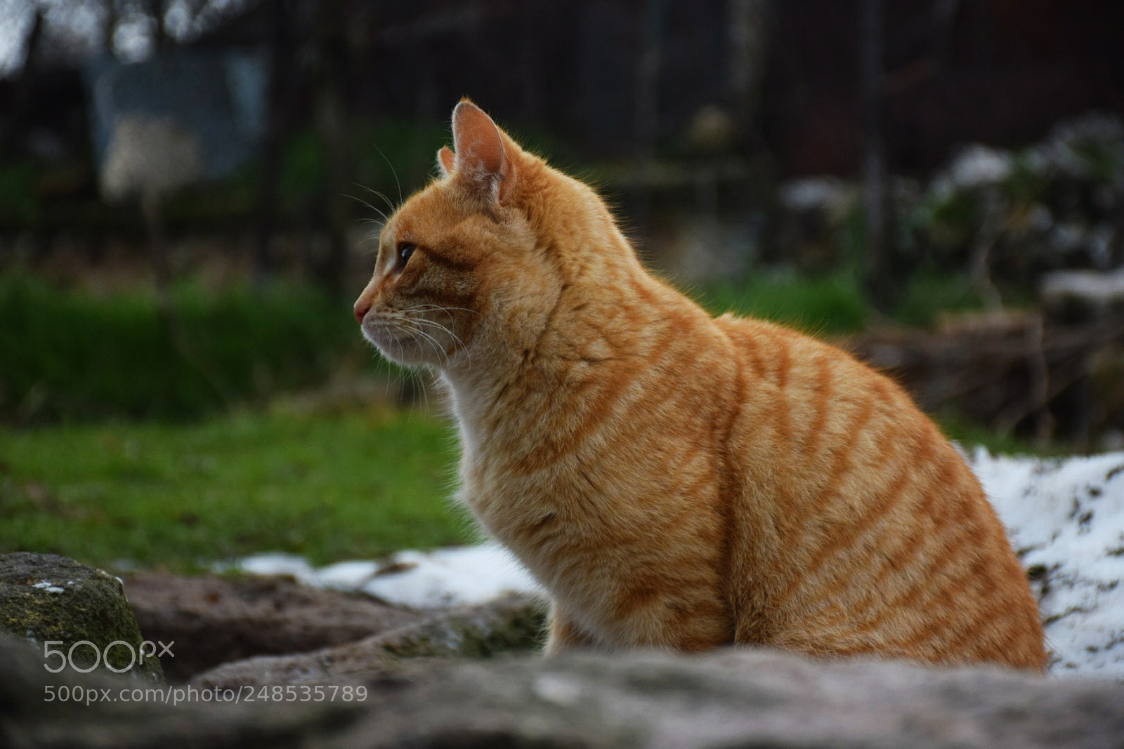 Nikon D5300 sample photo. Meow ❤️ photography
