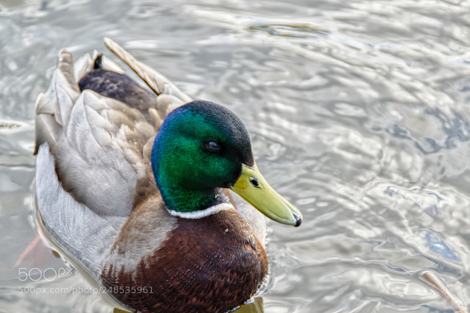 Nikon D5300 sample photo. Park duck photography