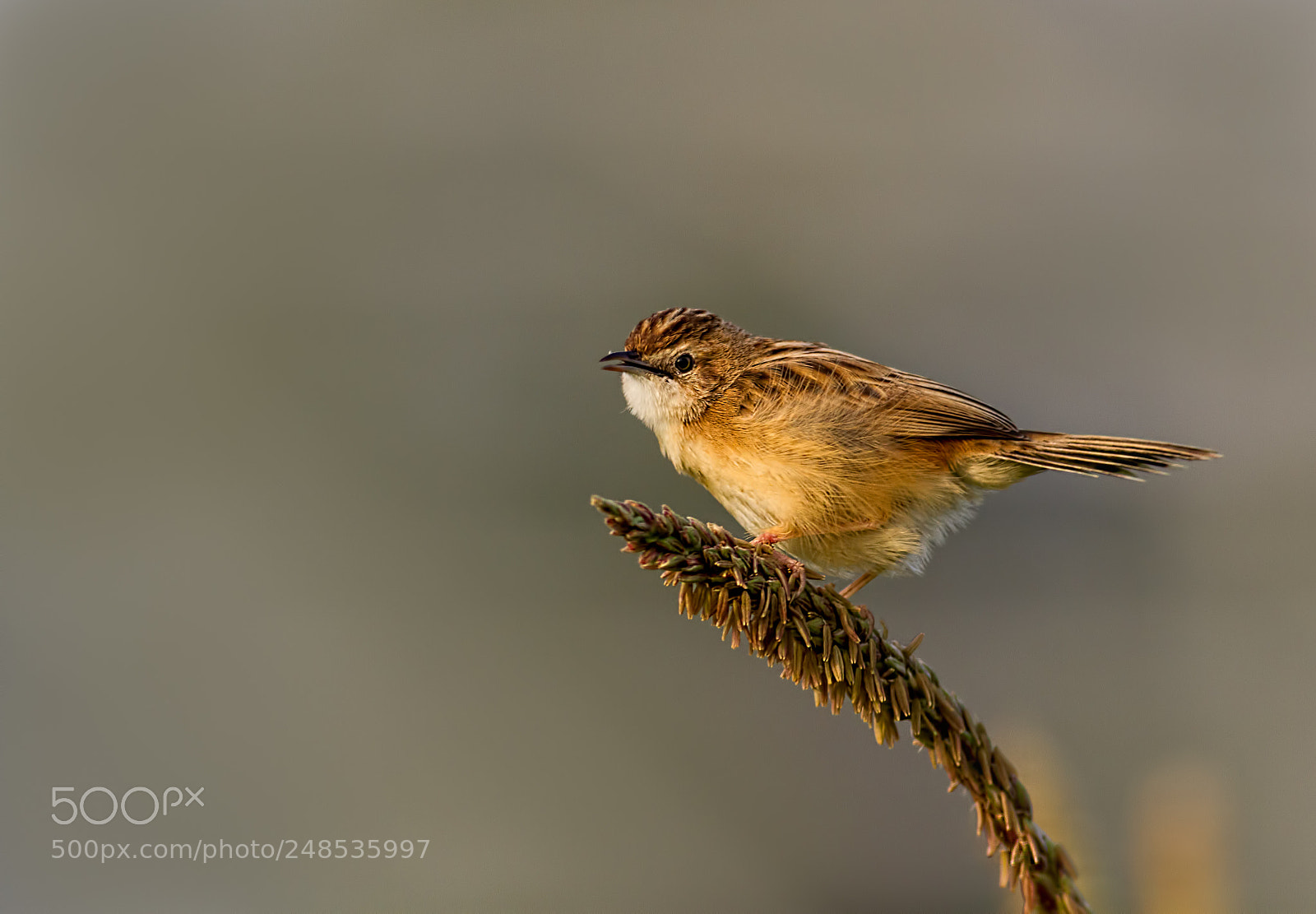 Canon EOS 7D sample photo. Zitting cisticola.... photography
