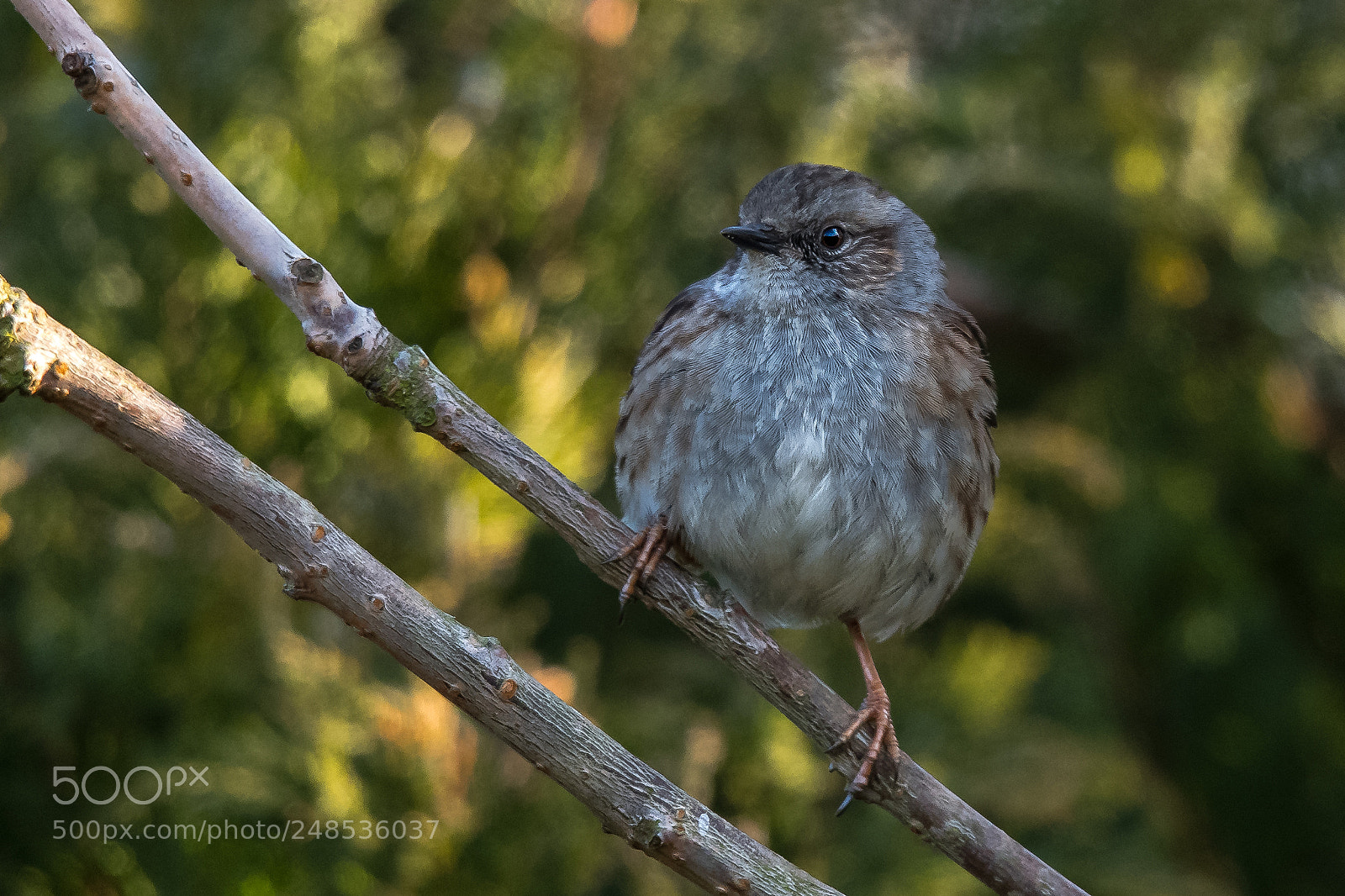 Nikon D850 sample photo. Young dunnock photography