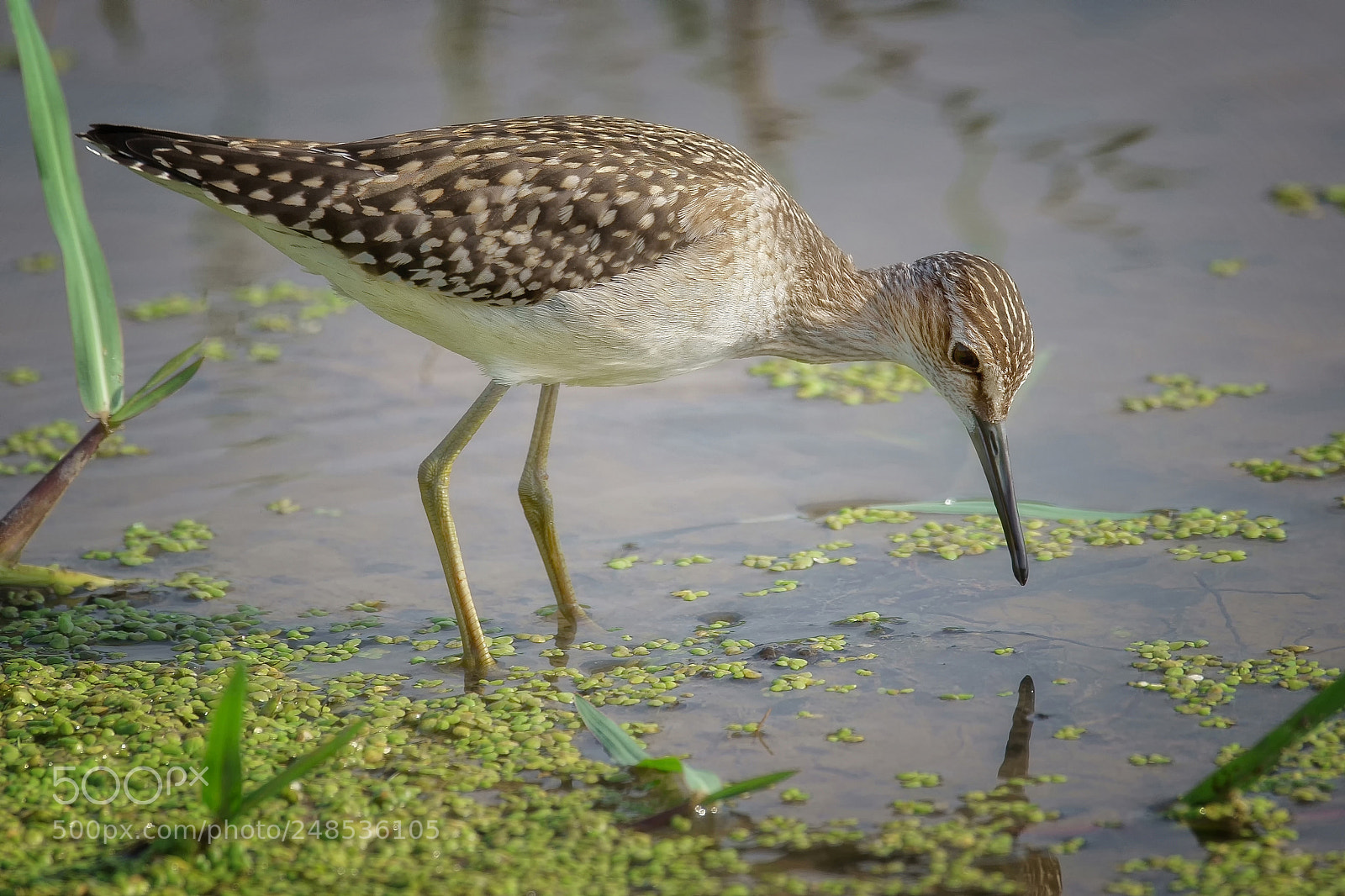Sony ILCA-77M2 sample photo. Wood sandpiper photography