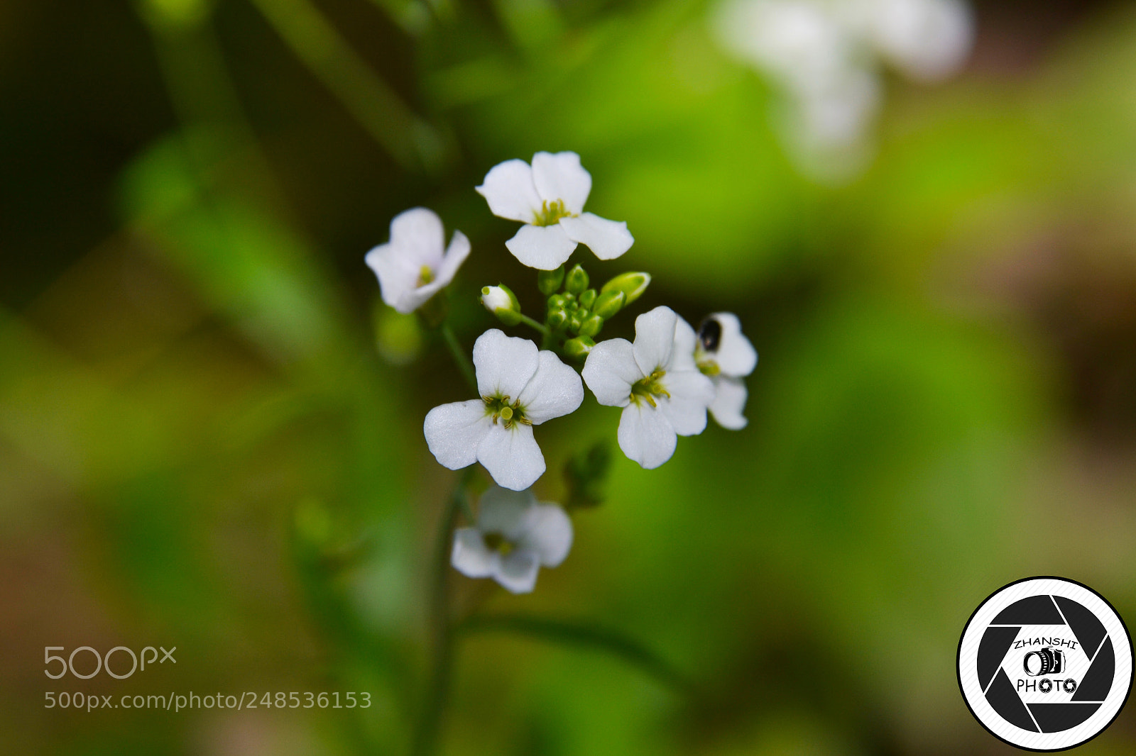 Nikon D3100 sample photo. Bloom photography