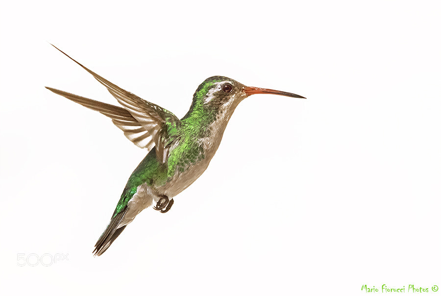 Canon EOS 7D Mark II sample photo. High key hummingbird photography