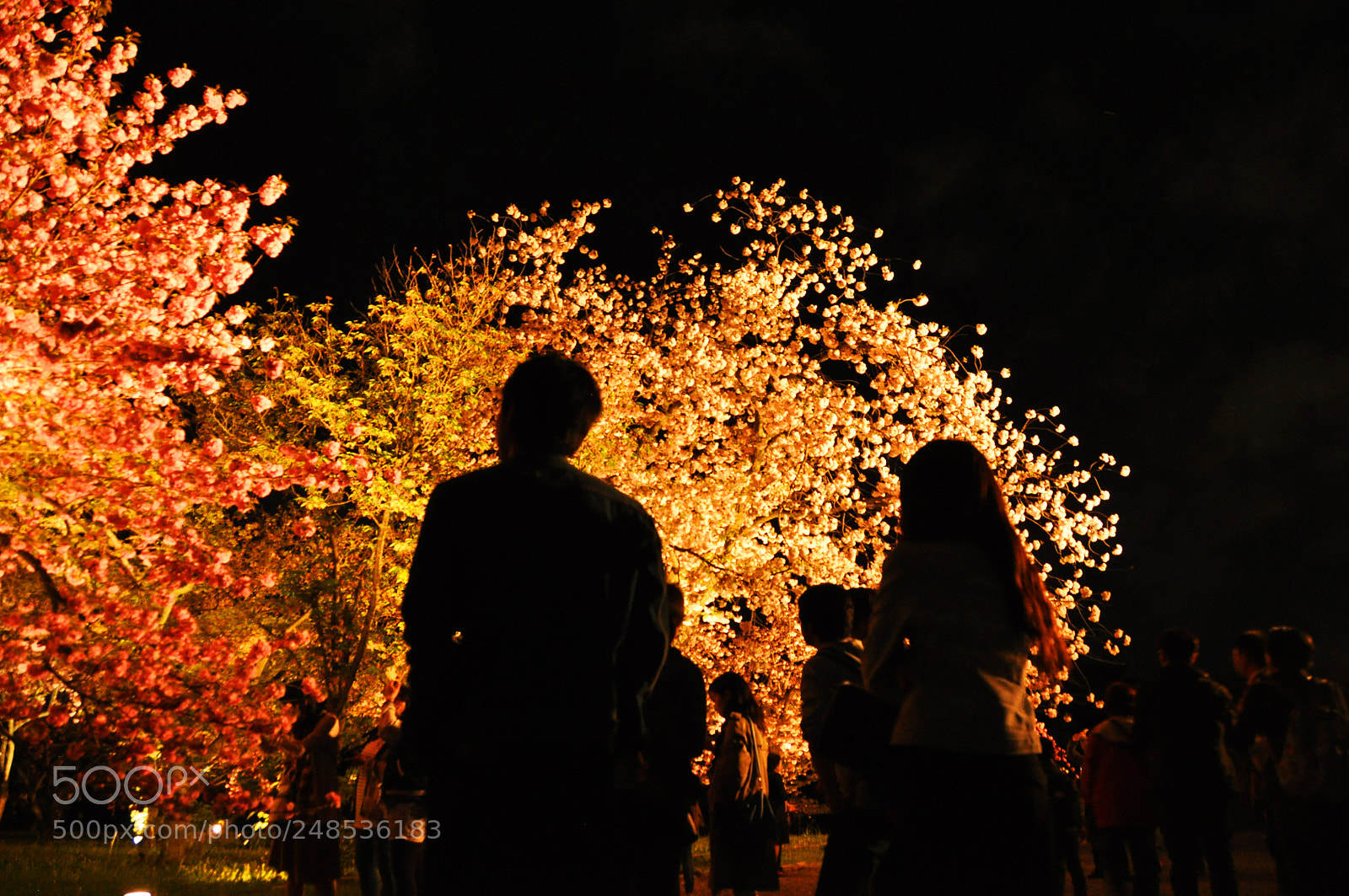 Nikon D5000 sample photo. Flashy sakuras photography