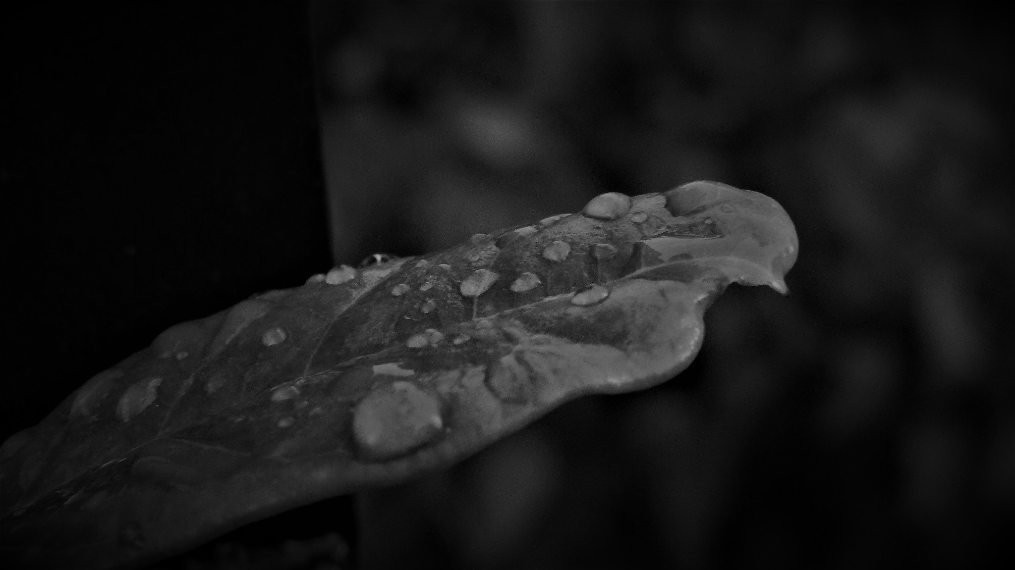 Canon PowerShot SX420 IS sample photo. The end of monsoon, india. photography