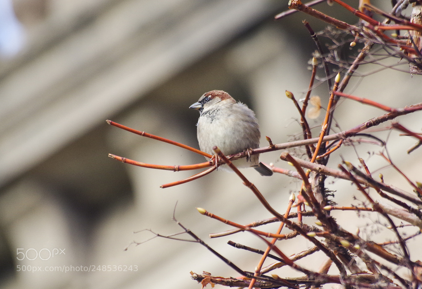 Pentax K-30 sample photo. Another sparrow photography