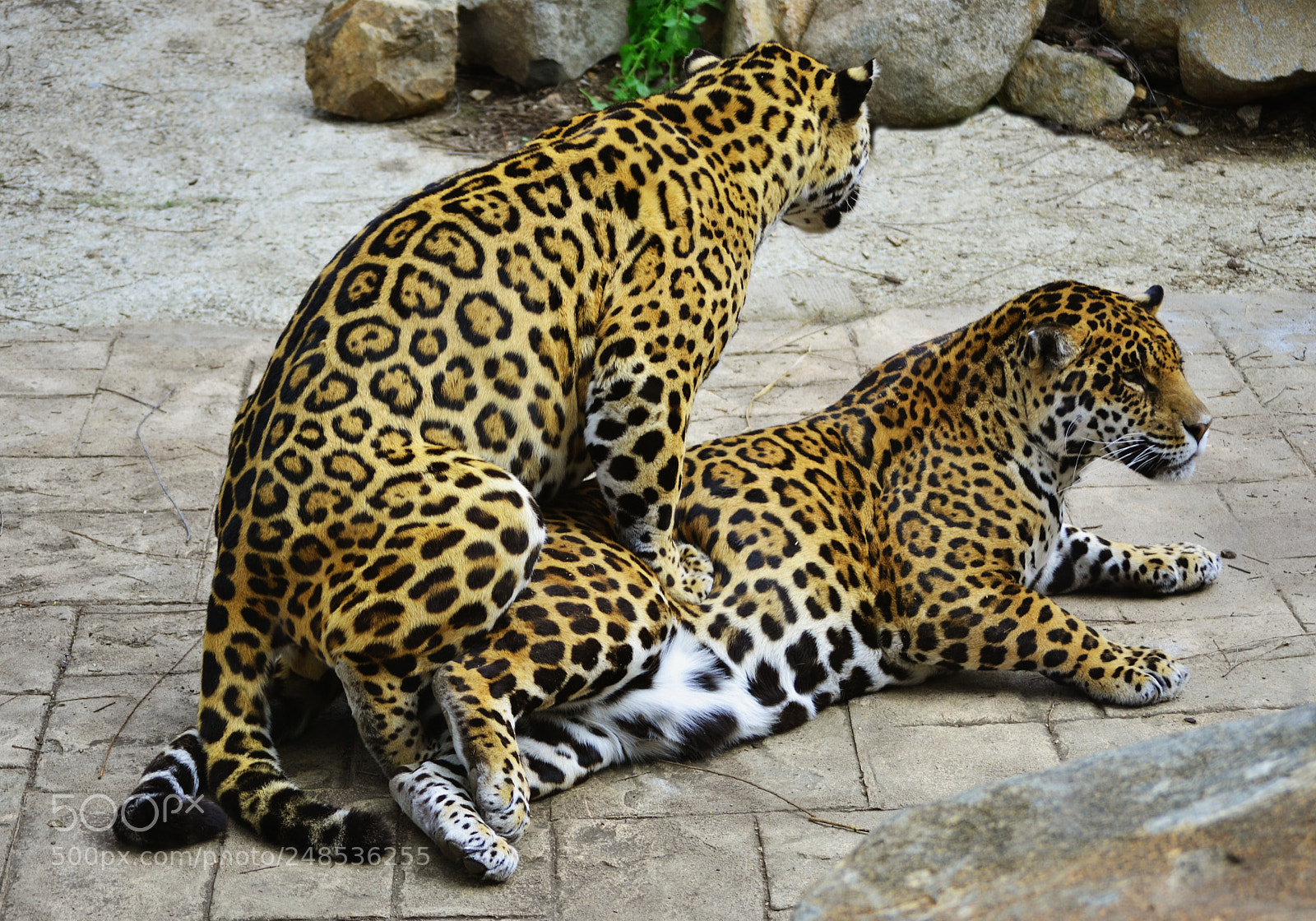 Nikon D3100 sample photo. Jaguares copulando photography