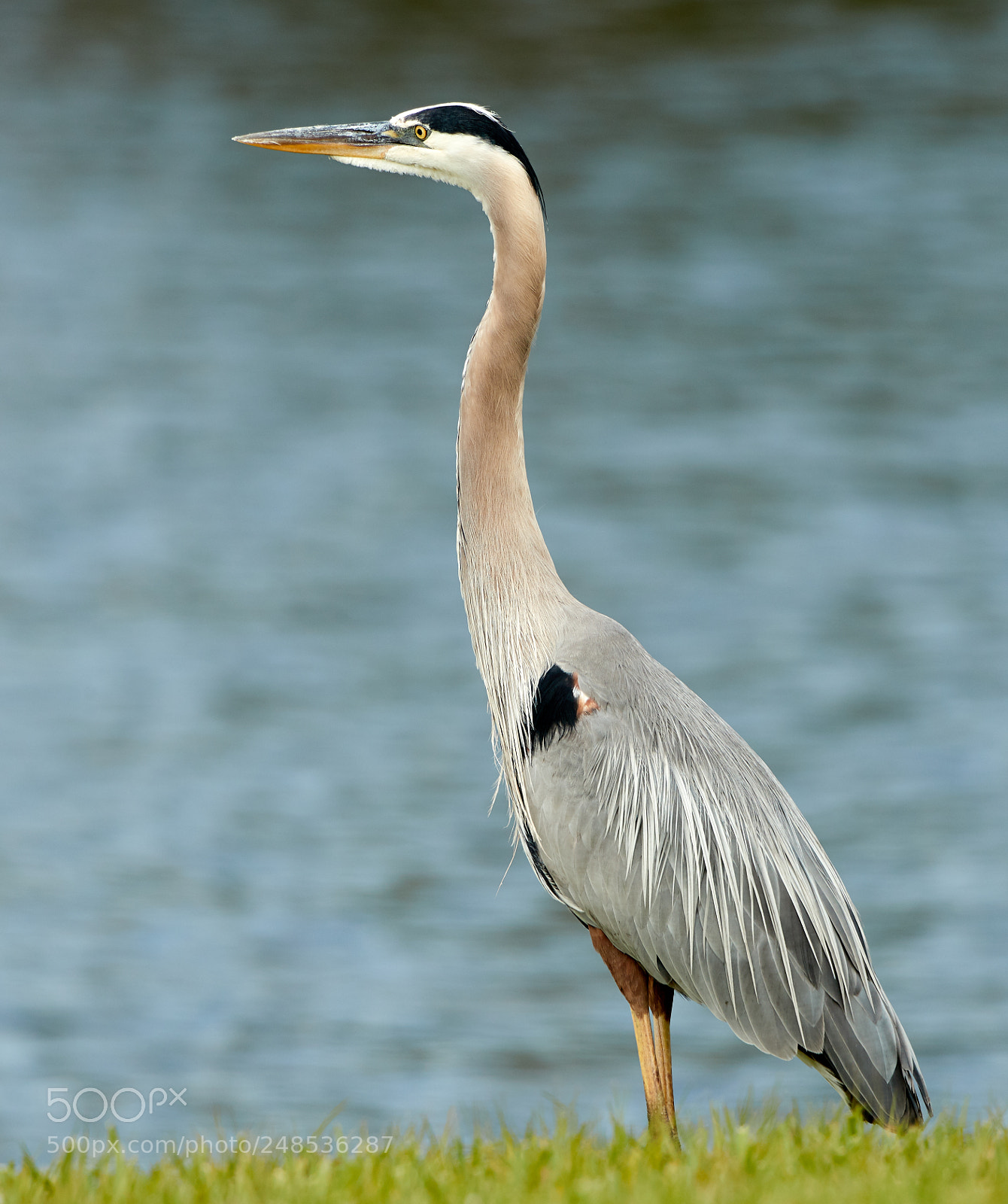 Canon EOS-1D X Mark II sample photo. 03-07-18-0006483.jpg photography