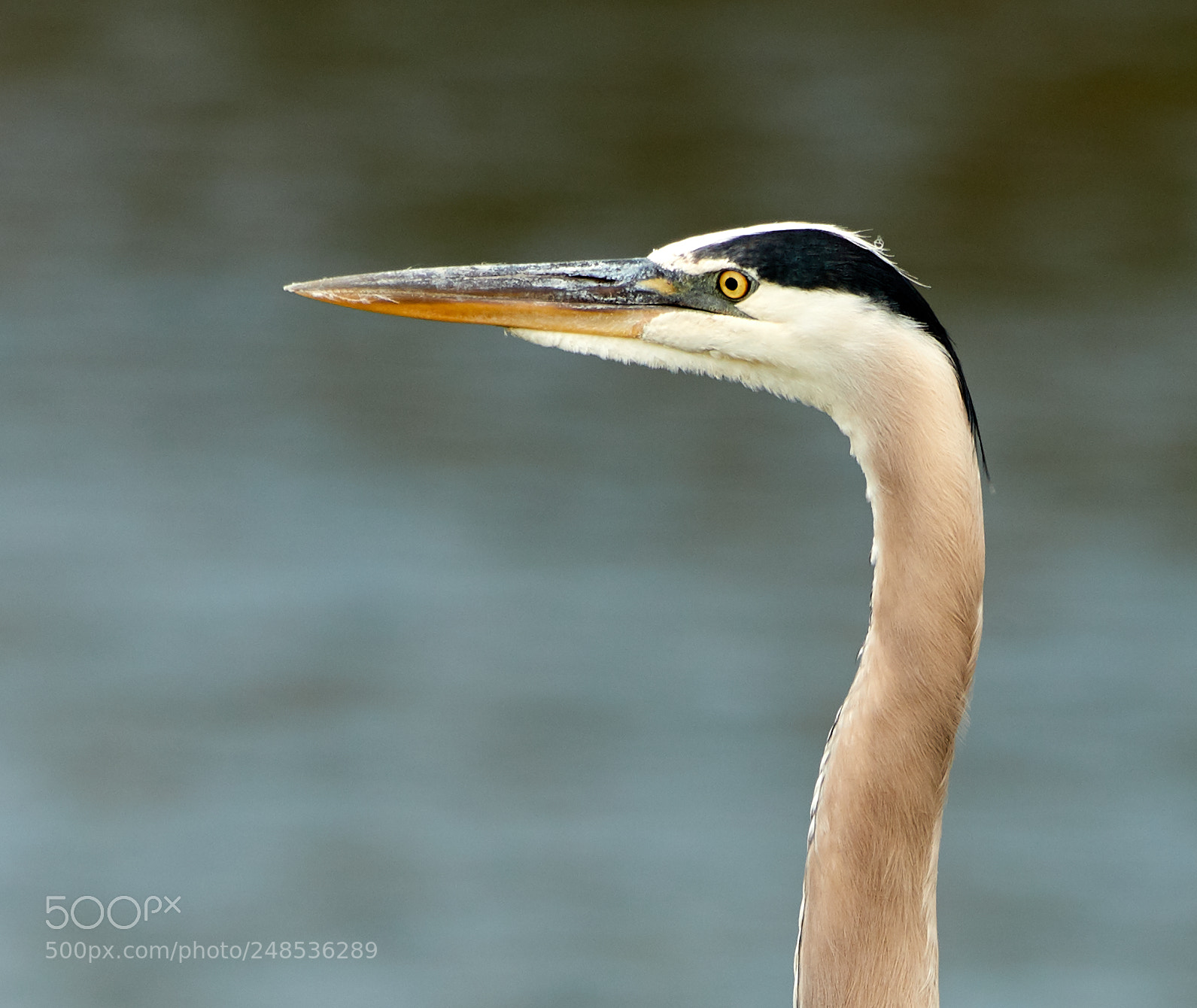 Canon EOS-1D X Mark II sample photo. 03-07-18-0006482 1.jpg photography