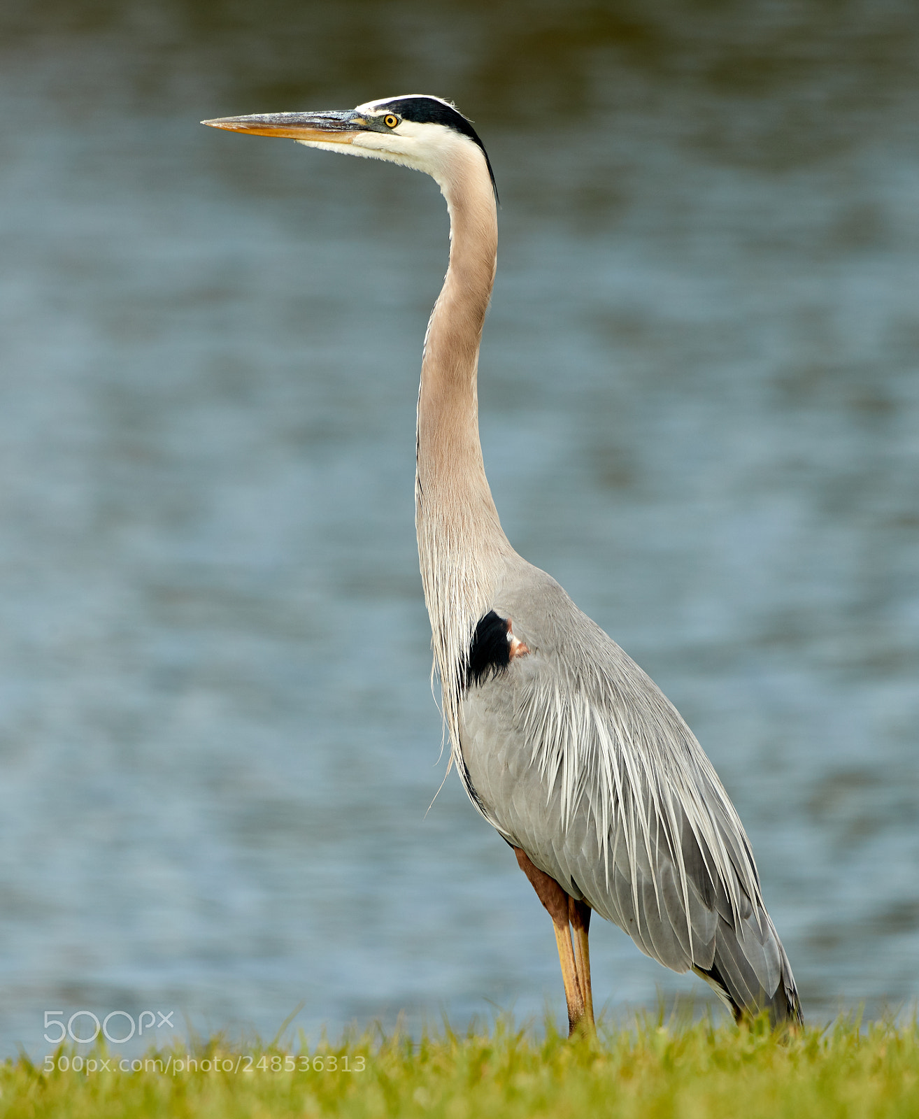 Canon EOS-1D X Mark II sample photo. 03-07-18-0006482.jpg photography